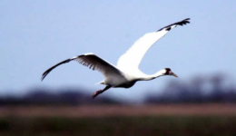 Whooping Crane Beacon Hill