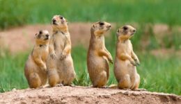 Prairie Dog Relocation at Beacon Hill