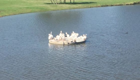Beacon Hill White Pelicans Lake Ava Rosetta