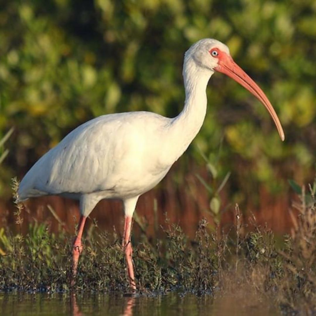 img of a bird img of a bird