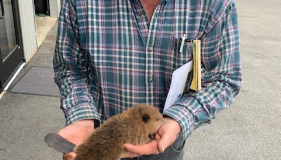 Beacon Hill Wildlife Biologist Mark McDonald